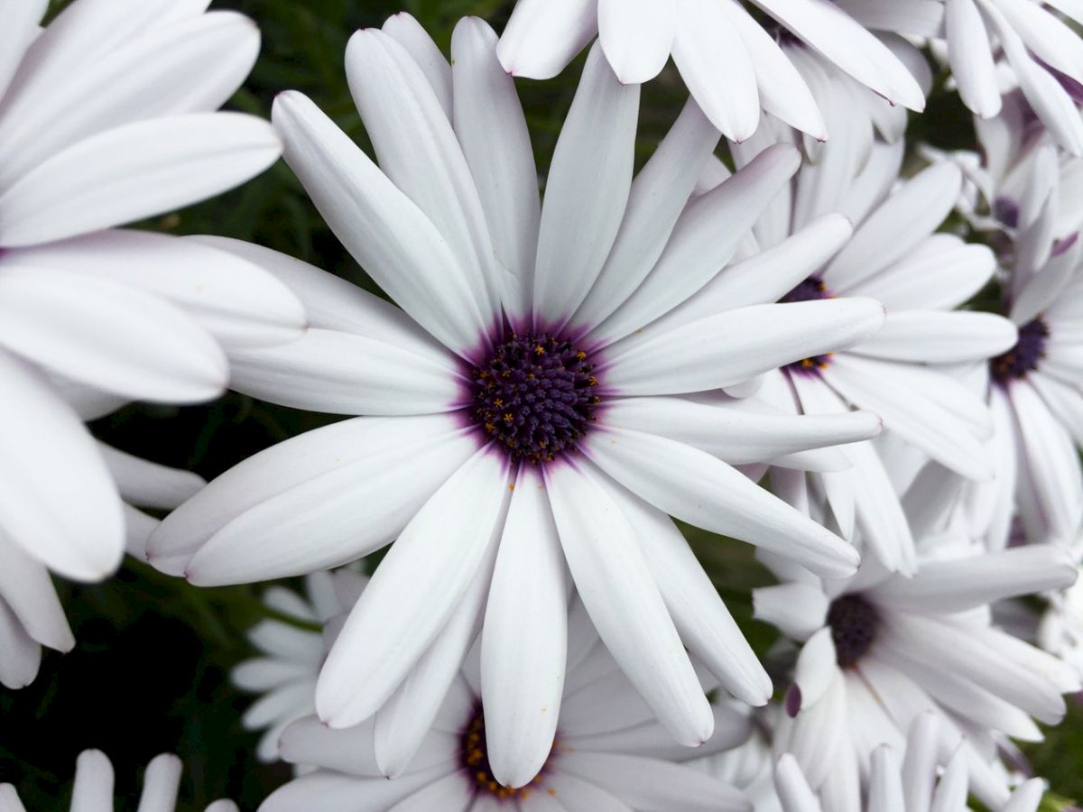 A close-up image of white flowers with purple centers, resembling daisies, in full bloom.